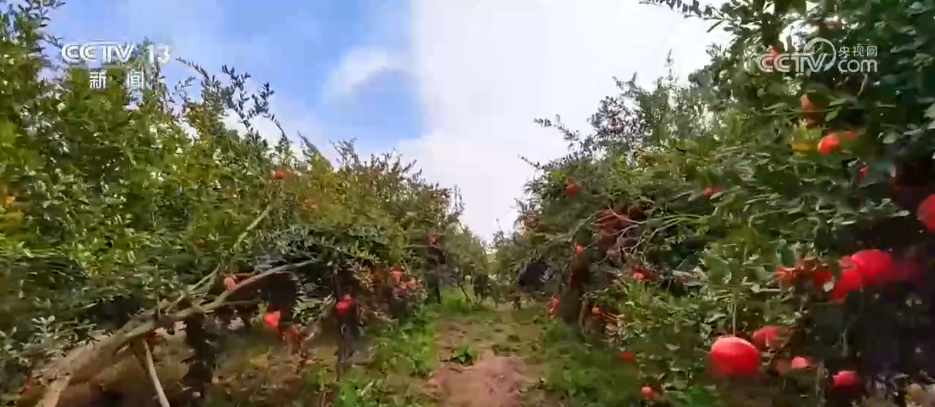 希望的田野迎来丰收季 五彩果蔬描绘乡村振兴新画卷