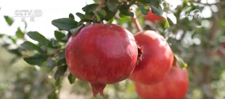 希望的田野迎来丰收季 五彩果蔬描绘乡村振兴新画卷