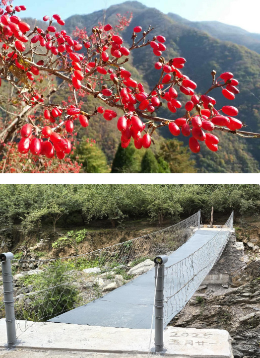 秦岭深山结出“致富果”——校地协同十年帮扶让周至县同力村蹚出振兴路