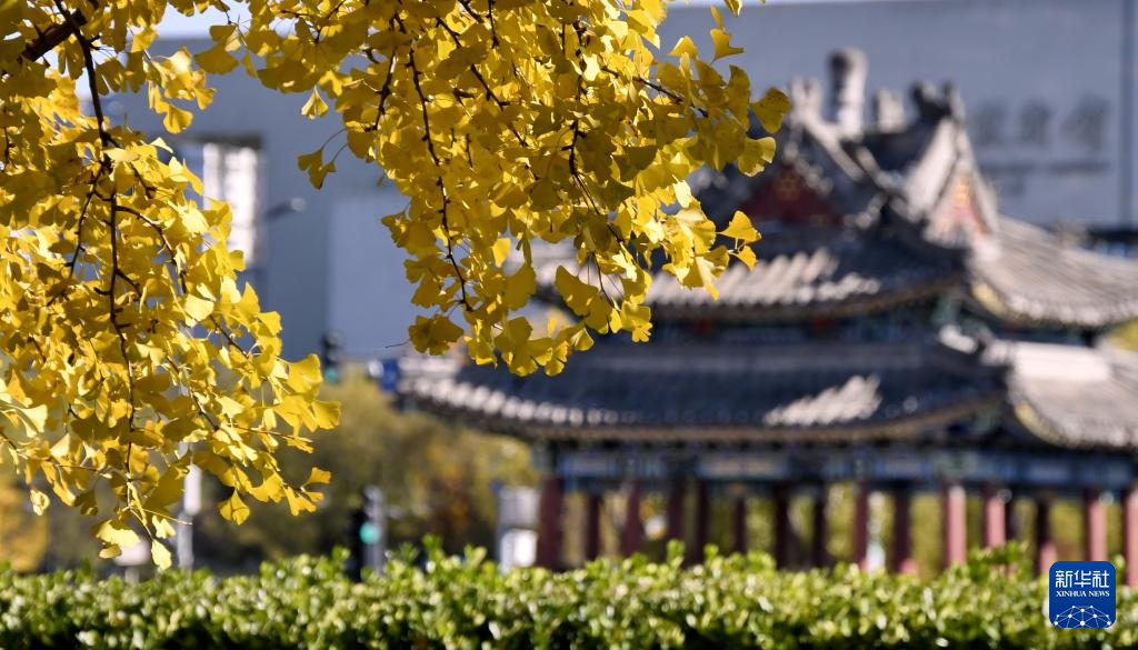 秋叶漫舞映京城