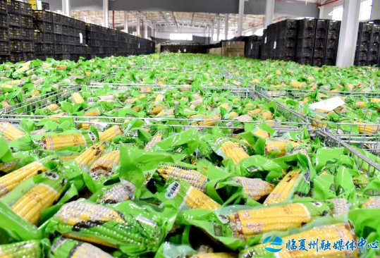 甘肃东乡：从一粒玉米到多元产品