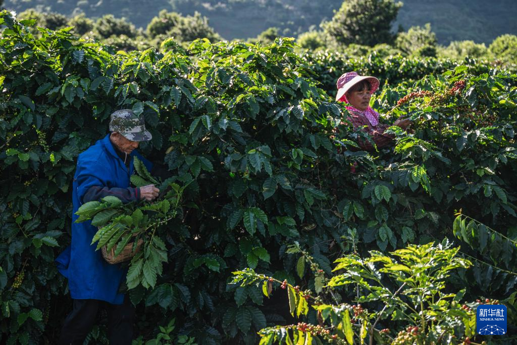 云南保山:咖啡进入收获季