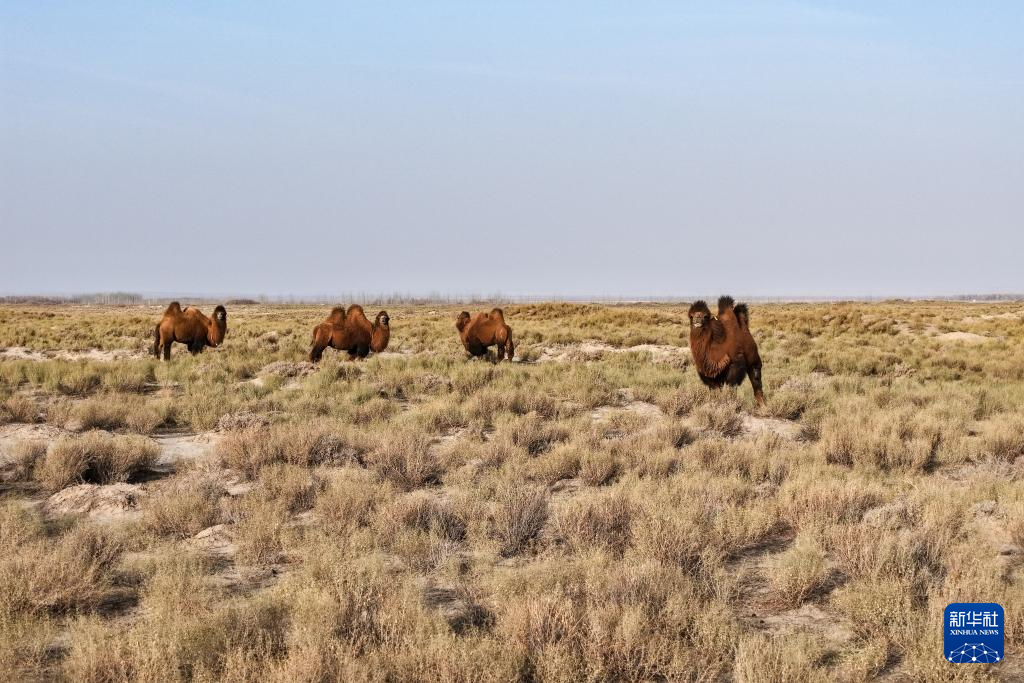 探访世界文化遗产点锁阳城遗址