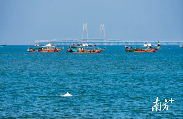 重要关头,广东省委开了一场务虚会 重要关头,广东省委开了一场务虚会