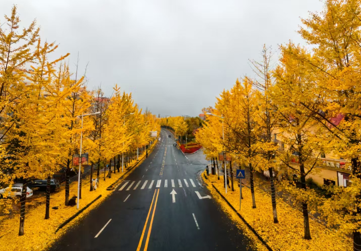 冬景如画一键寻 重庆发布城市公园秋冬观花赏叶地图