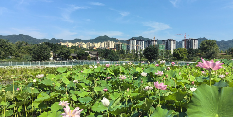 水清山绿成常态，重庆北碚发布“十四五”生态建设成绩单