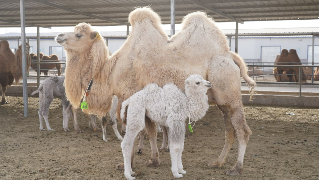 柯坪县特色农副产品新闻发布会:多维赋能 成果丰硕