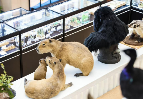 小明看展|在家门口看全国精品动物标本“大聚会”