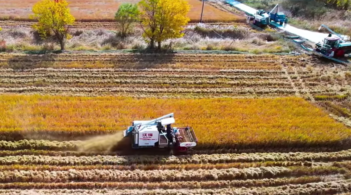 江苏连云港：“藏粮于地、藏粮于技” 科技成为增产增收核心动力