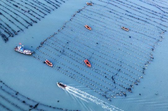 这个季节，荣成牡蛎正肥美！