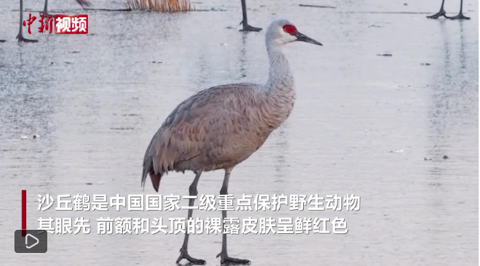 河北衡水湖首现中国罕见冬候鸟沙丘鹤