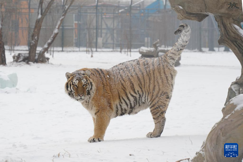雪后探访东北虎
