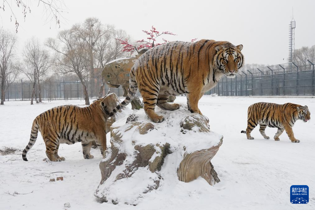 雪后探访东北虎