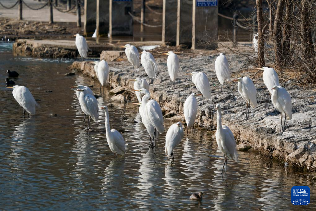 山西太原:汾河湿地 白鹭乐园