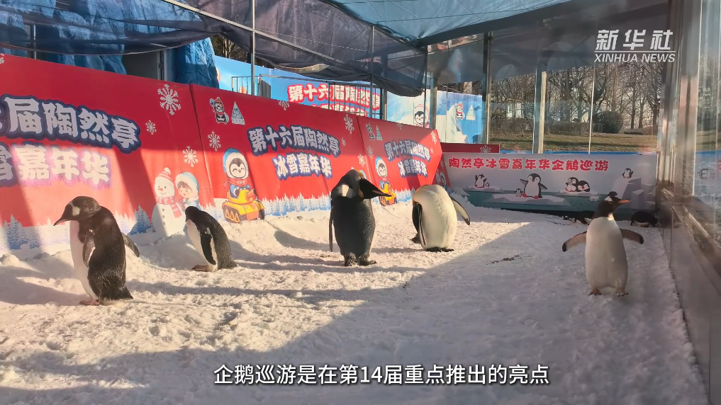 “双奥之城”再燃冰雪热|冰雪嘉年华点燃北京冬日经济新活力