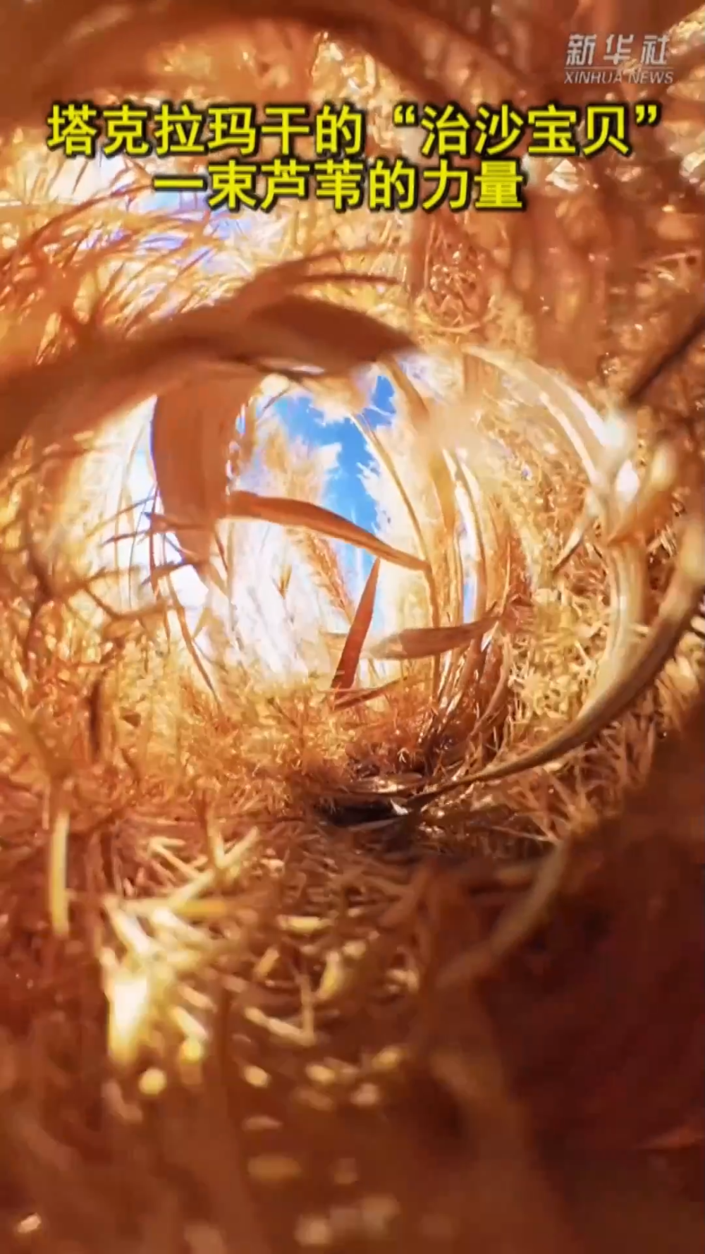 塔克拉玛干的“治沙宝贝”:一束芦苇的力量 塔克拉玛干的“治沙宝贝”:一束芦苇的力量
