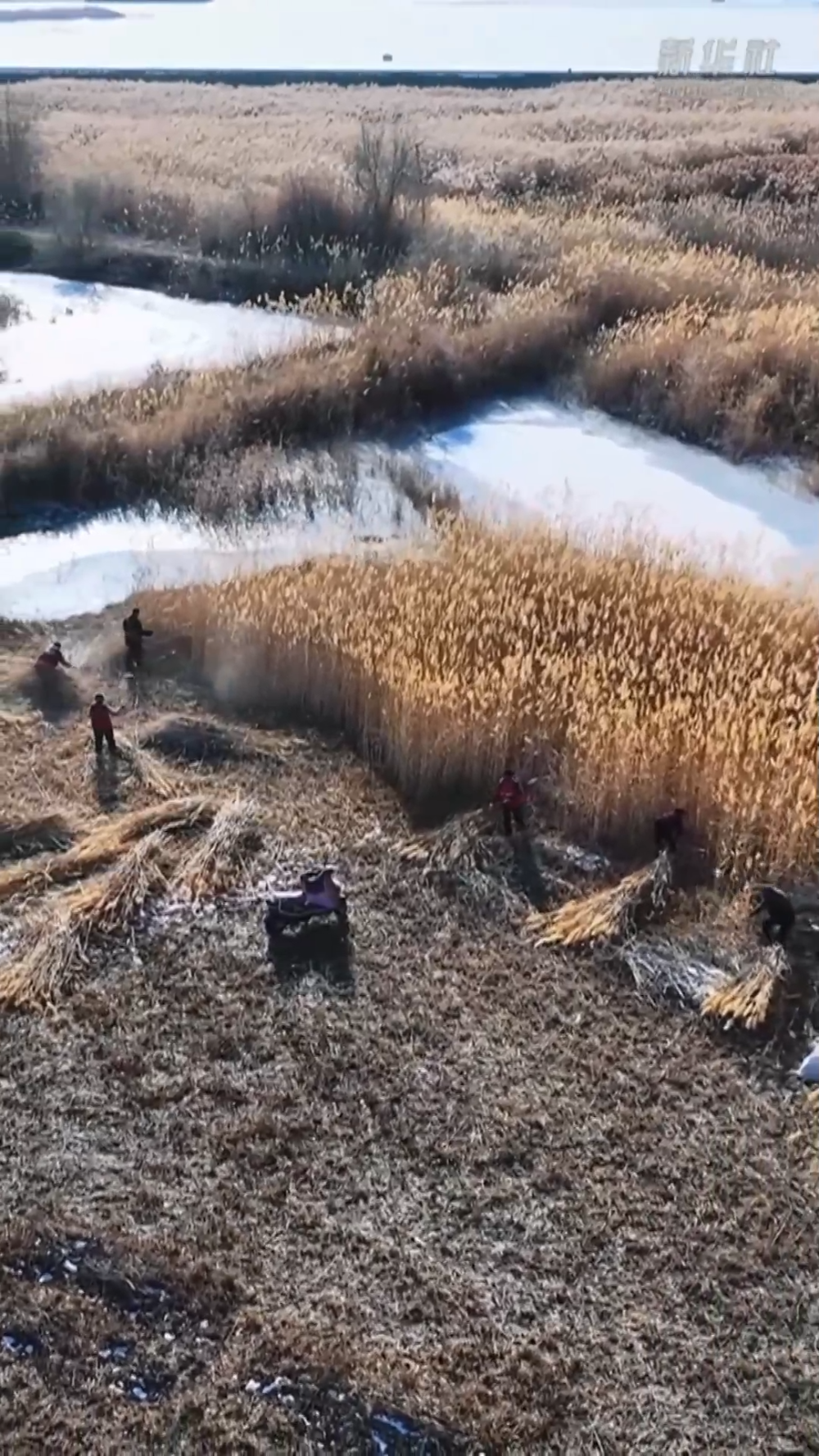 塔克拉玛干的“治沙宝贝”:一束芦苇的力量 塔克拉玛干的“治沙宝贝”:一束芦苇的力量