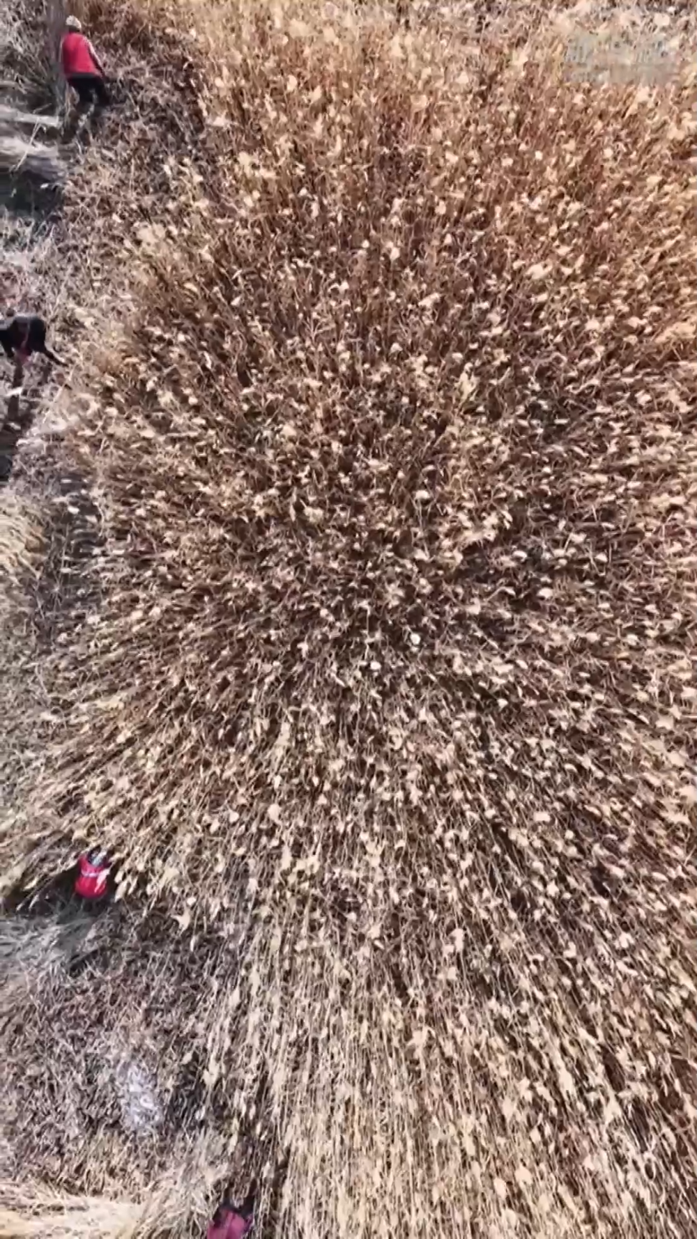 塔克拉玛干的“治沙宝贝”:一束芦苇的力量 塔克拉玛干的“治沙宝贝”:一束芦苇的力量