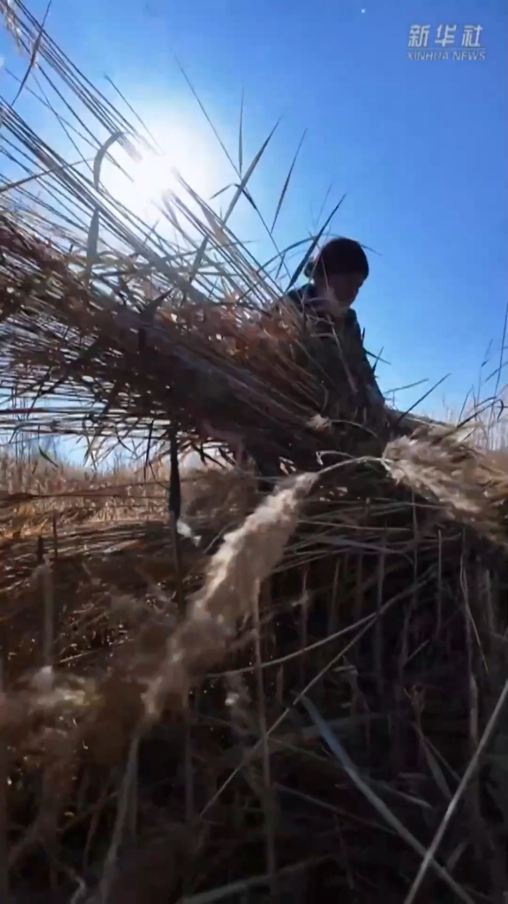 塔克拉玛干的“治沙宝贝”:一束芦苇的力量 塔克拉玛干的“治沙宝贝”:一束芦苇的力量