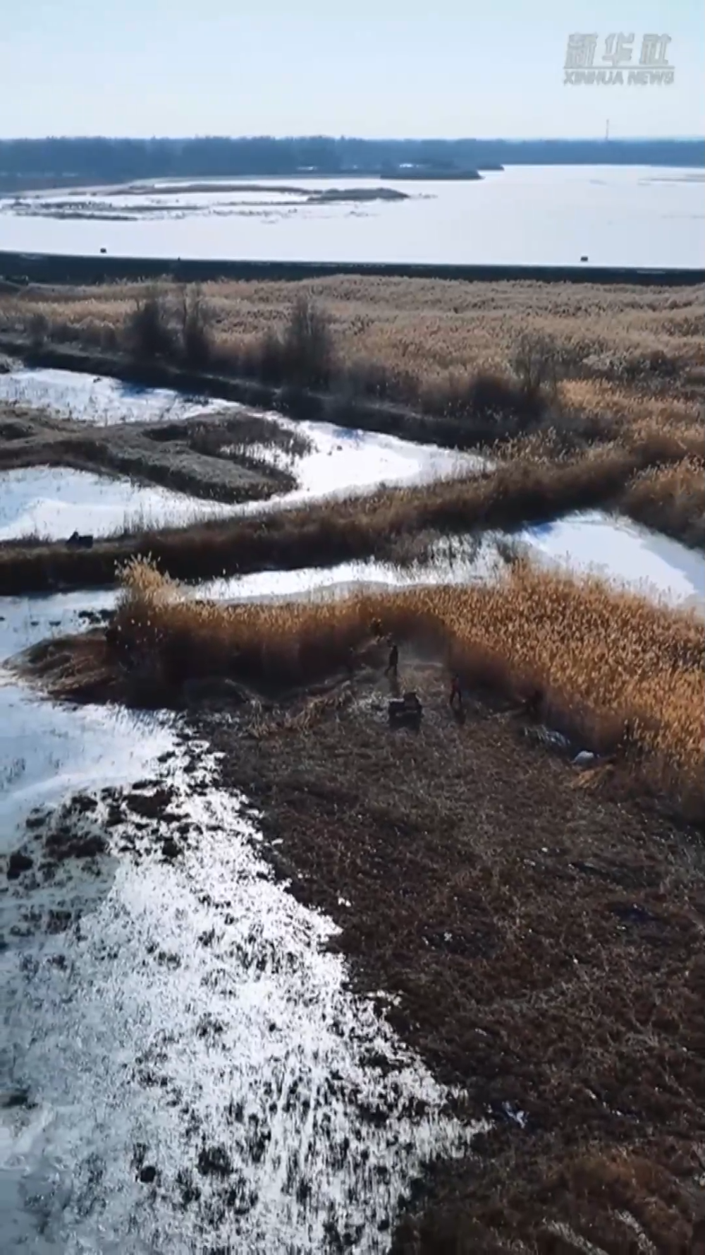 塔克拉玛干的“治沙宝贝”:一束芦苇的力量 塔克拉玛干的“治沙宝贝”:一束芦苇的力量
