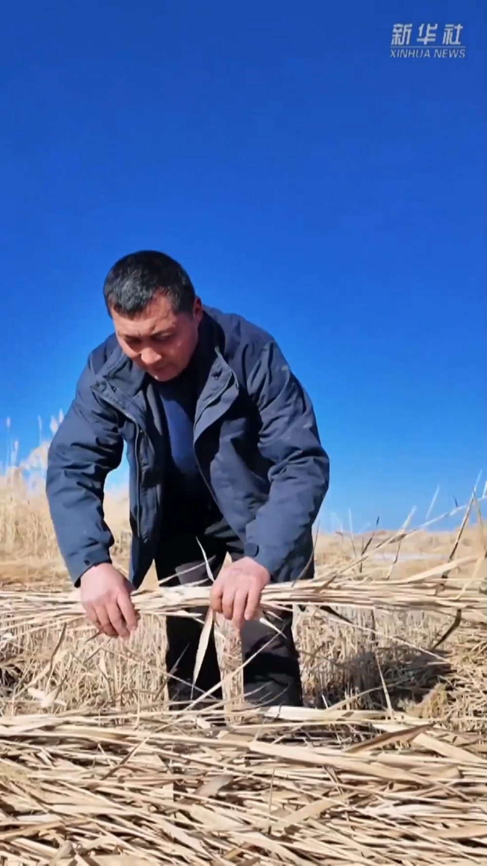 塔克拉玛干的“治沙宝贝”:一束芦苇的力量 塔克拉玛干的“治沙宝贝”:一束芦苇的力量