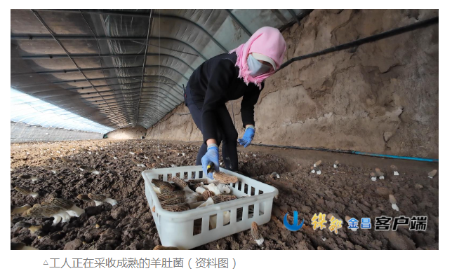 棚室生金四季忙——金昌设施农业绘就富民兴农新图景 棚室生金四季忙——金昌设施农业绘就富民兴农新图景