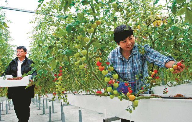 小番茄过上“智能生活”