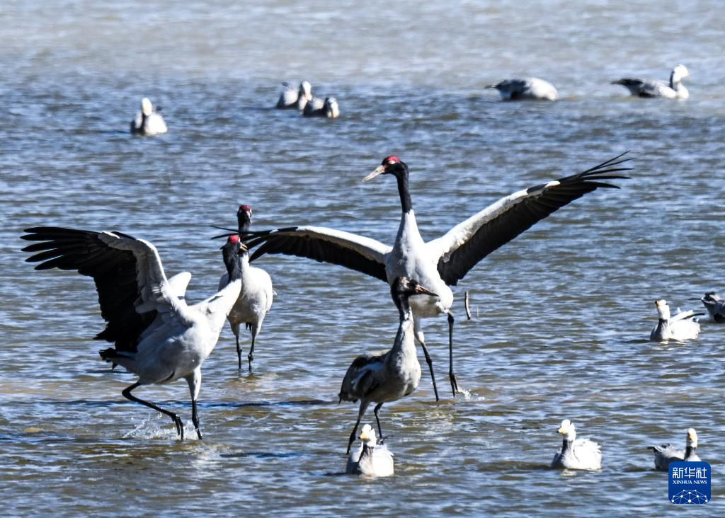 草海湖畔万鸟翔集