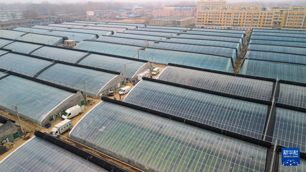 山东莘县:冬季大棚蔬菜种苗嫁接忙