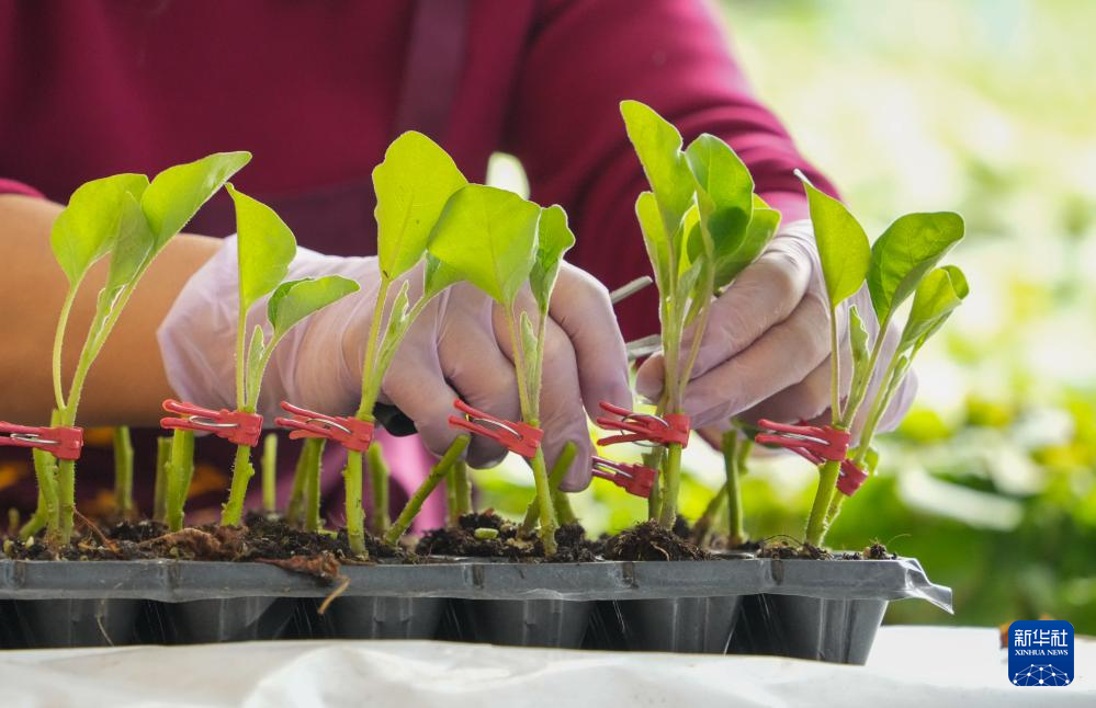 山东莘县:冬季大棚蔬菜种苗嫁接忙