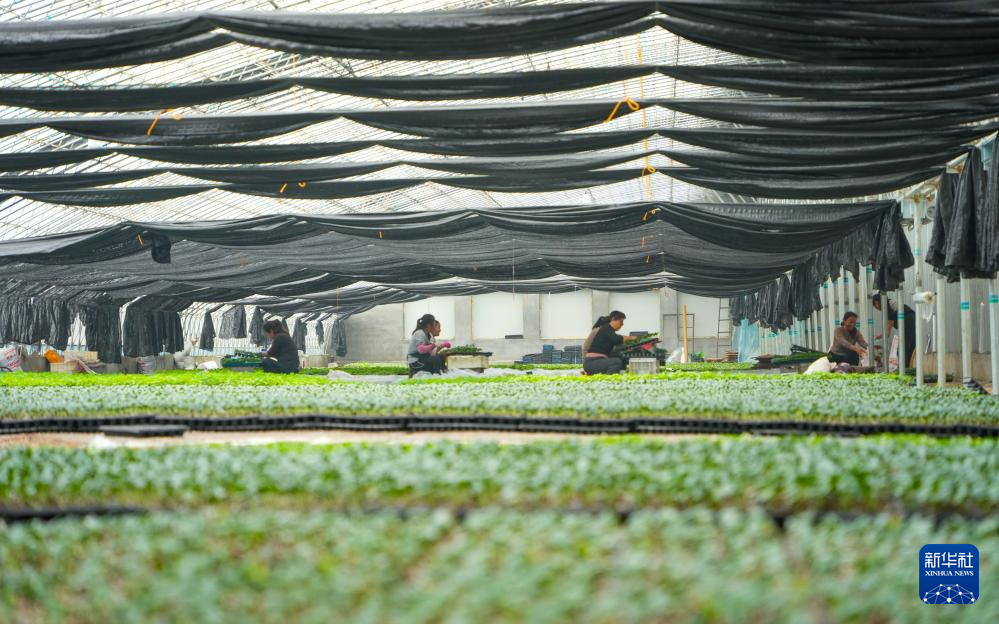 山东莘县:冬季大棚蔬菜种苗嫁接忙