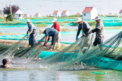 博兴县乔庄镇20多年间深耕南美白对虾养殖，培育出超十亿级富民产业