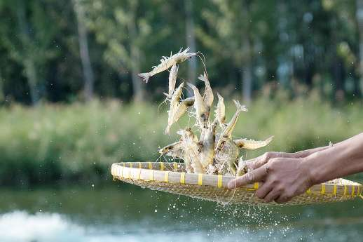 博兴县乔庄镇20多年间深耕南美白对虾养殖，培育出超十亿级富民产业