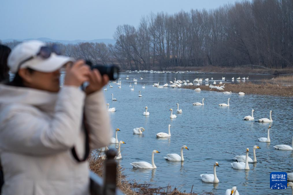 辽宁朝阳:大凌河畔 天鹅翩跹