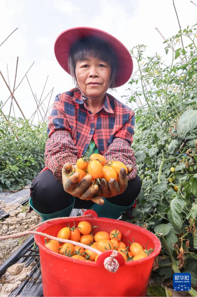 海南定安:圣女果产业提质升级