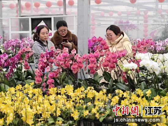 春节期间，市民选购年宵花。沭阳县委宣传部 供图