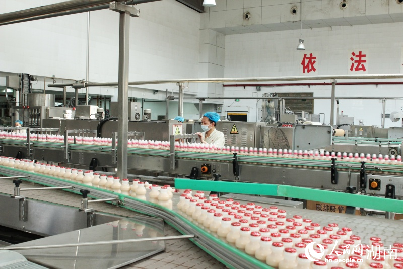 新春走基层|产线不停歇 发展不停档 小洋人乳制品正从生产线加工完成。人民网记者 林洛钴摄