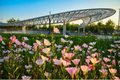 申城小美好|惊蛰到，赴一场普陀TOP中央公园的郁金香花海之约