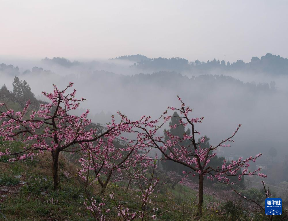 成都龙泉山桃花盛开