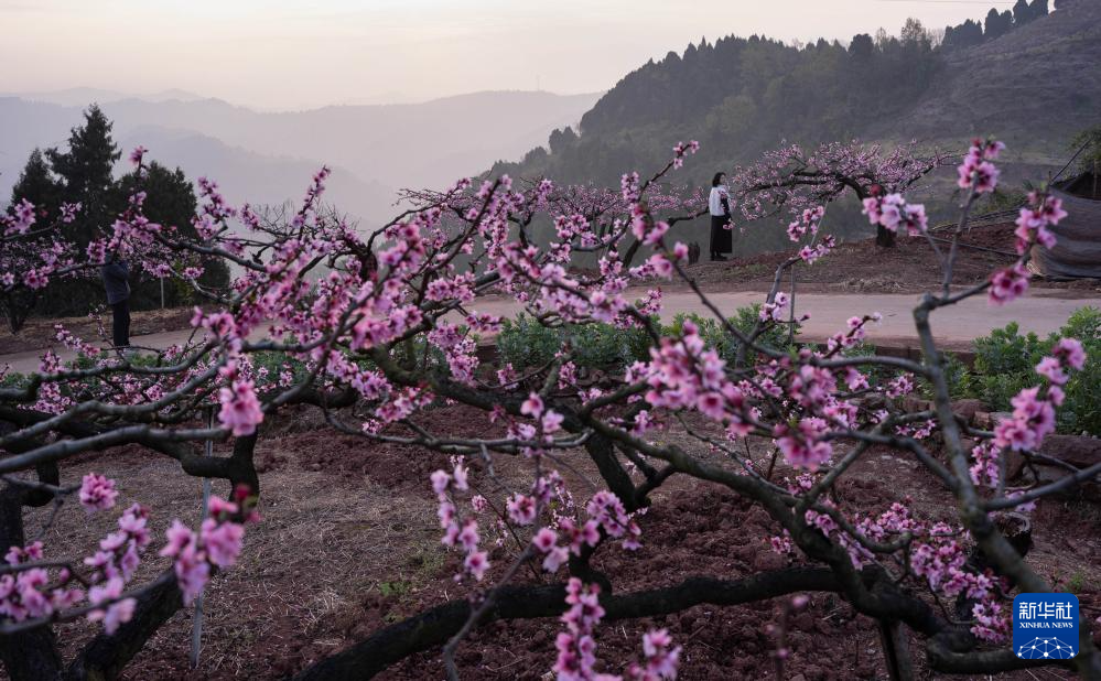 成都龙泉山桃花盛开