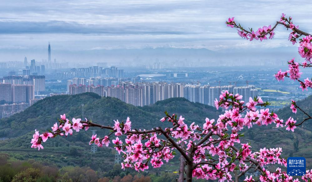 成都龙泉山桃花盛开