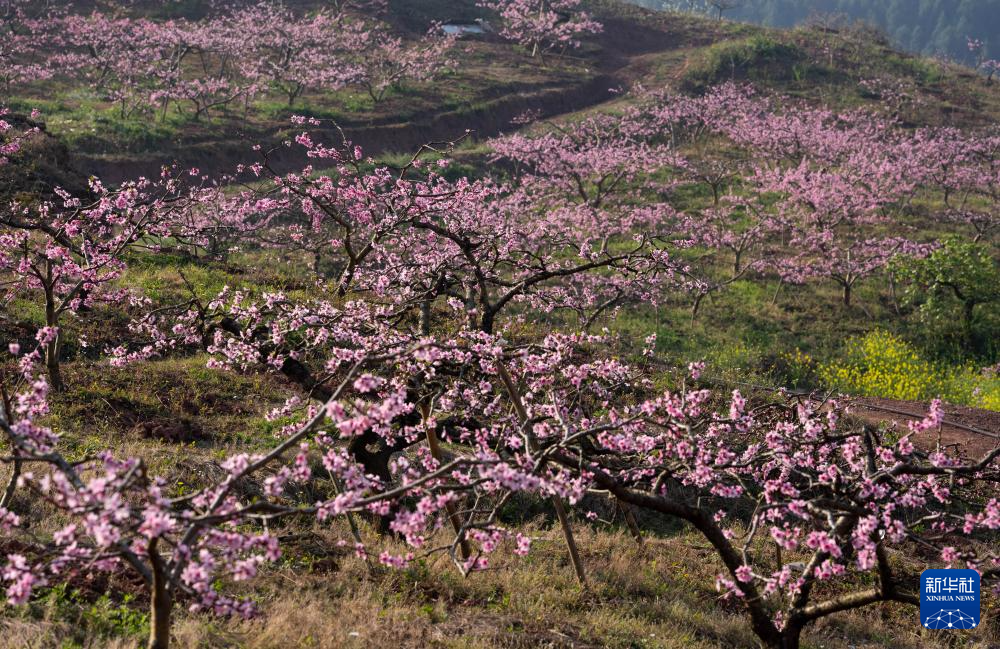 成都龙泉山桃花盛开