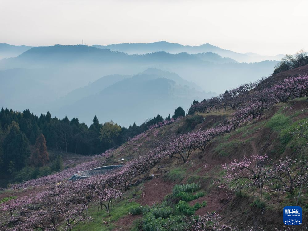 成都龙泉山桃花盛开