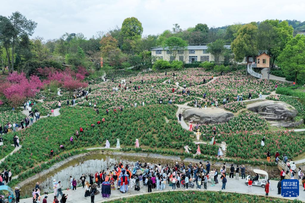 重庆巴南:“花海经济”扮靓乡村