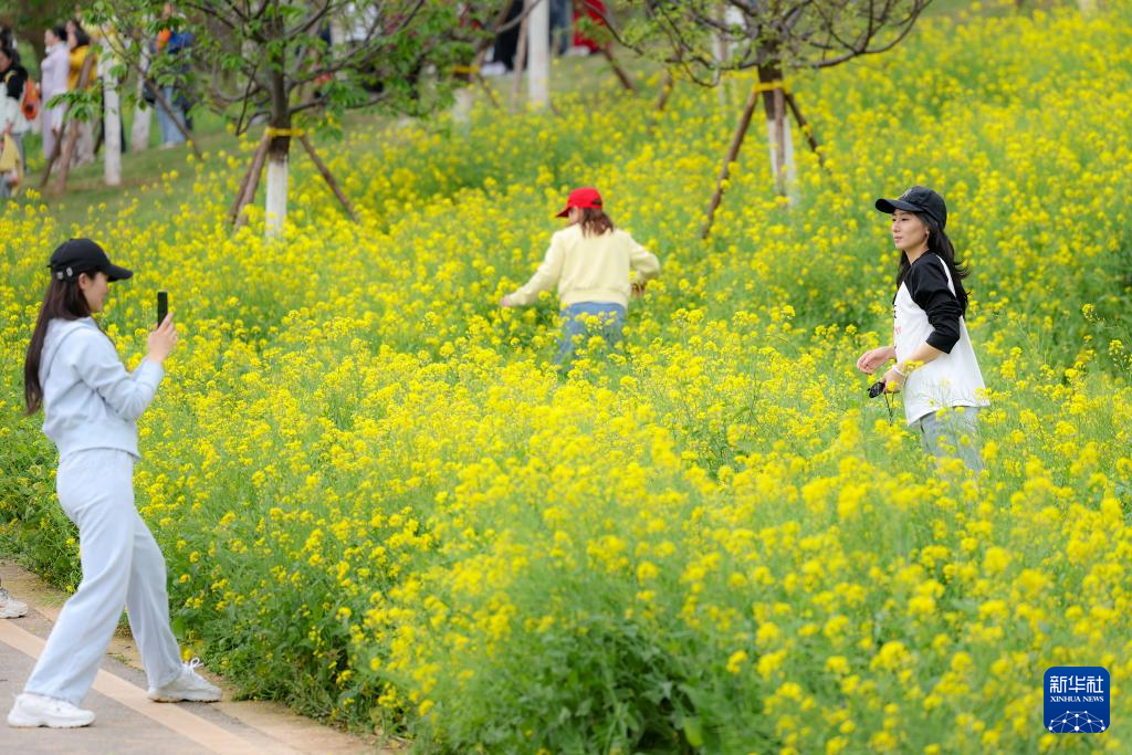 重庆巴南:“花海经济”扮靓乡村