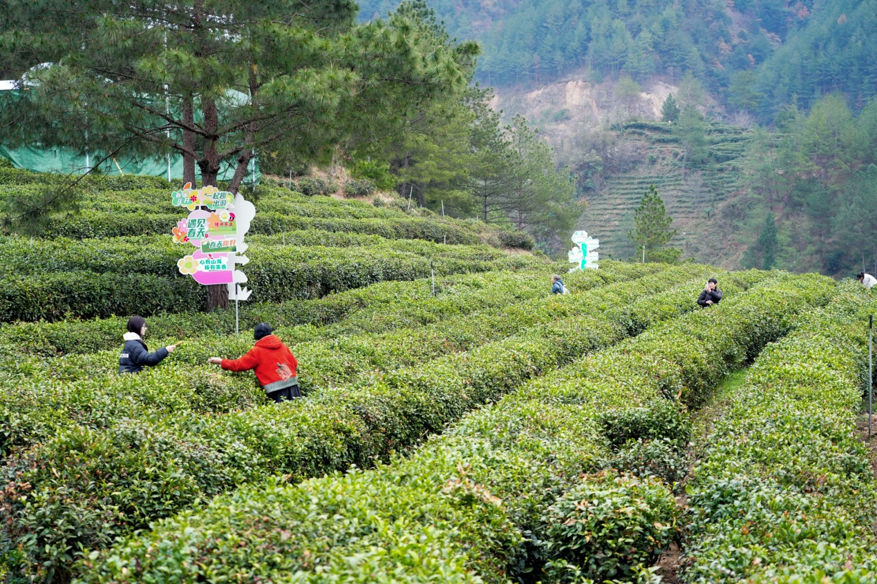 陕西镇巴:科技赋能茶产业 春茶开园促振兴 陕西镇巴:科技赋能茶产业 春茶开园促振兴