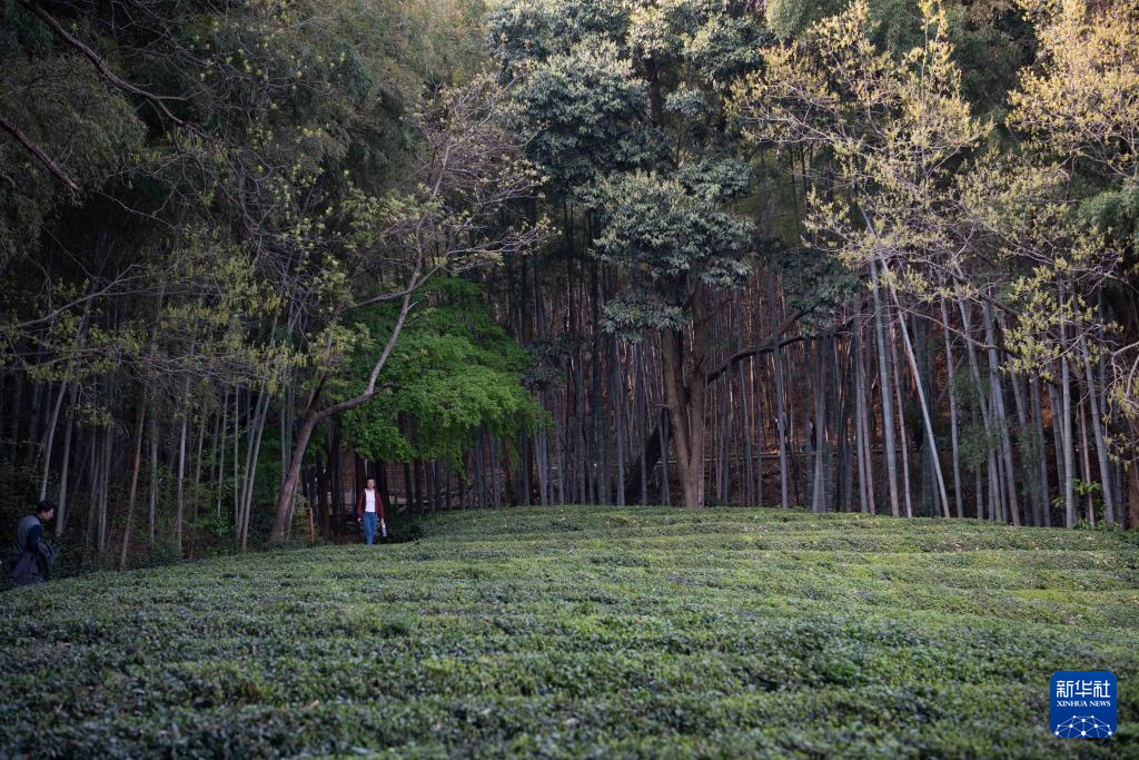 春染敬亭山 诗意伴茶香