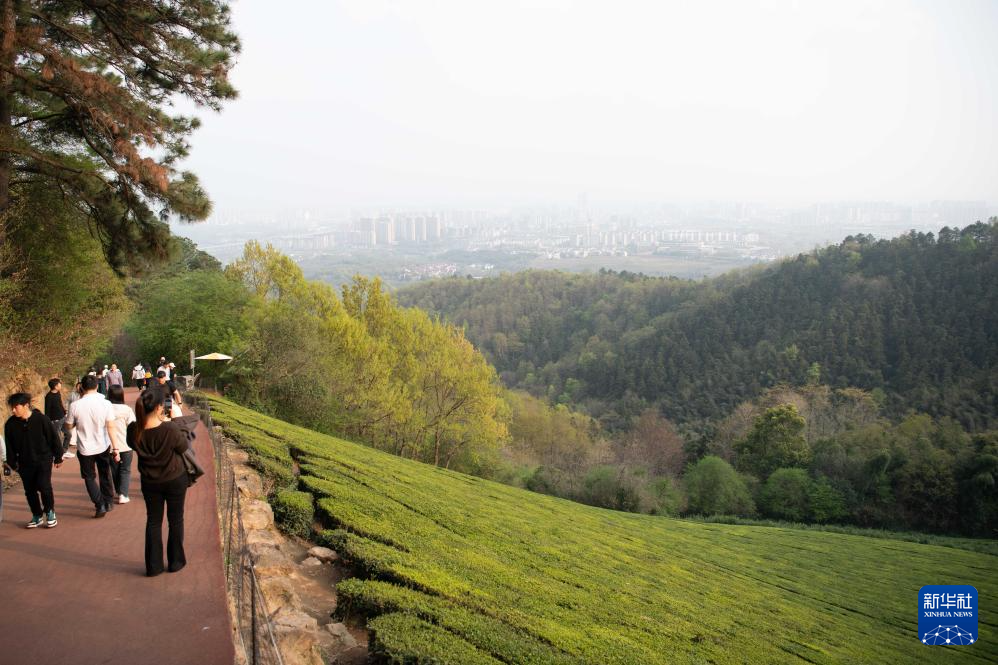 春染敬亭山 诗意伴茶香