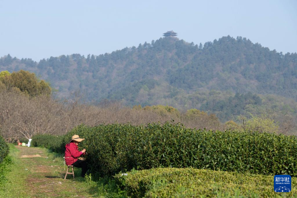 春染敬亭山 诗意伴茶香