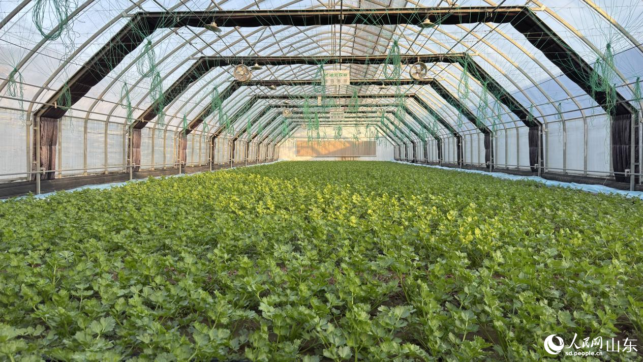 智能大棚内作物正盛。人民网 庄润泽摄
